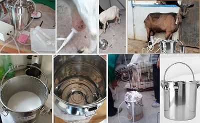 maquina ordeñadora de cabras